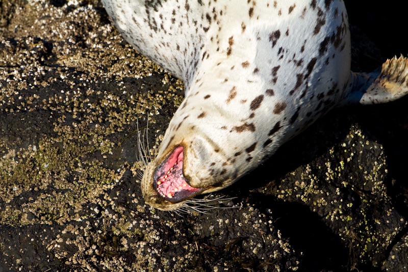 Harbor Seal